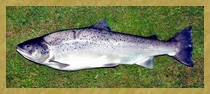 Truite de Mer- Histoire de Glénac